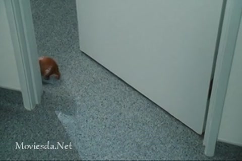 Doctor Dolittle (1998) Part-4.mp4