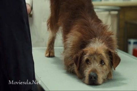 Doctor Dolittle (1998) Sample.mp4