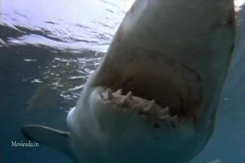 Shark Attack 3 (2002) HD (640x360).mp4