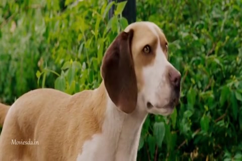 Underdog HD Sample.mp4