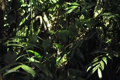 Jurassic Attack HD Sample.mp4