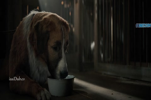 The Call of the Wild 2020 HD Sample.mp4